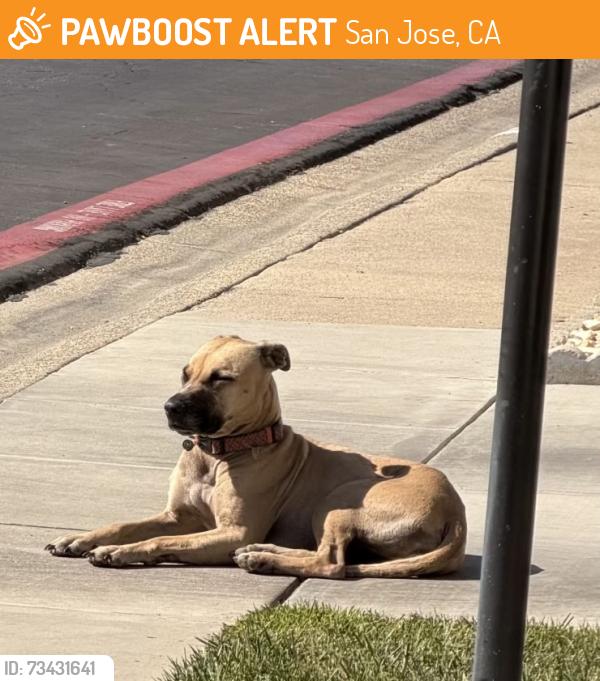 Found/Stray Unknown Dog last seen E Gish Rd & Oakland Rd, San Jose, CA 95112