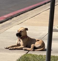 Found/Stray Unknown Dog last seen E Gish Rd & Oakland Rd, San Jose, CA 95112