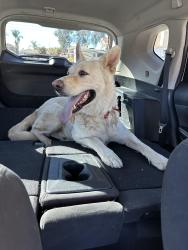 Found/Stray Unknown Dog last seen Wood and cajalco, Riverside County, CA 92504