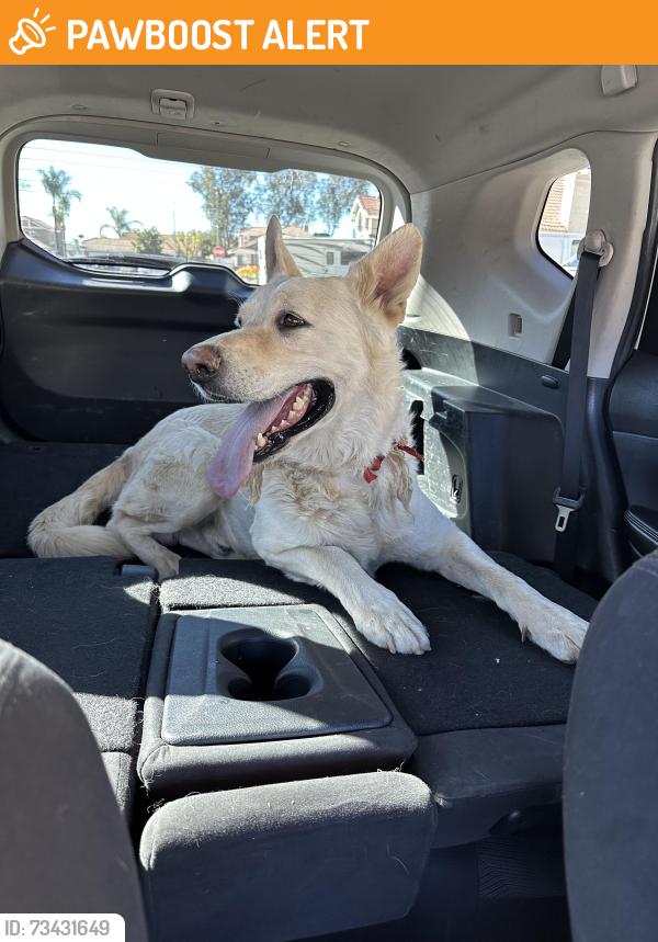 Found/Stray Unknown Dog last seen Wood and cajalco, Riverside County, CA 92504