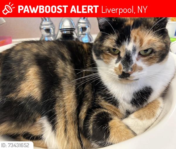 Lost Female Cat last seen Near steelhead street, Liverpool, NY 13090
