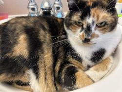 Lost Female Cat last seen Near steelhead street, Liverpool, NY 13090