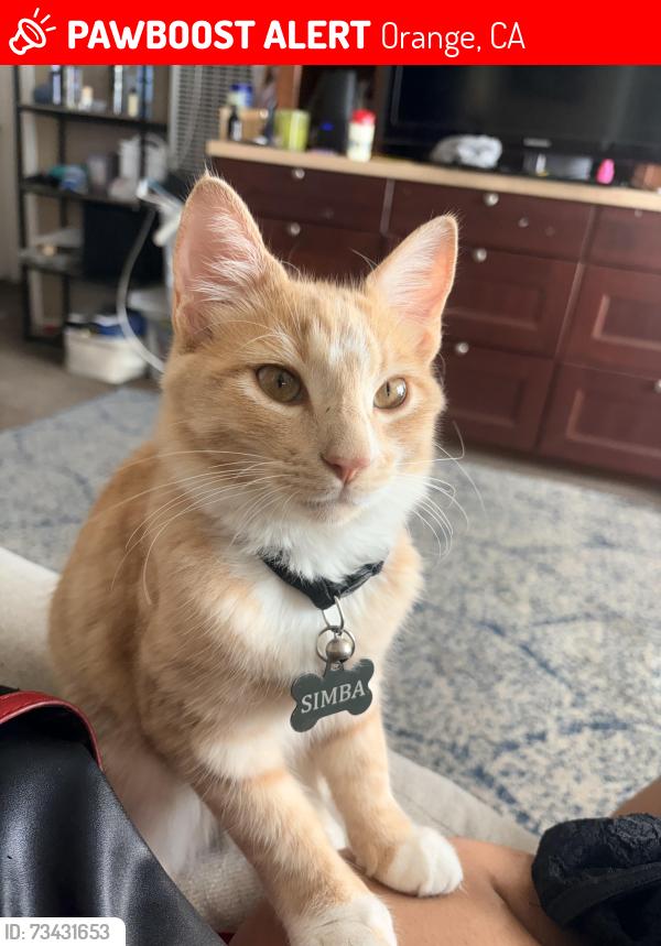 Lost Male Cat last seen E washington Ave and Via lardo ave, Orange, CA 92869