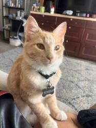 Lost Male Cat last seen E washington Ave and Via lardo ave, Orange, CA 92869