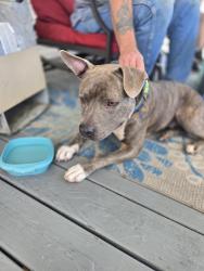Found/Stray Male Dog last seen Dunlap tn, Dunlap, TN 37327