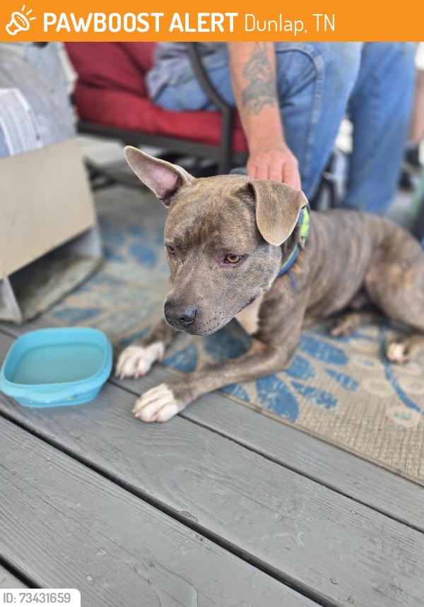 Found/Stray Male Dog last seen Dunlap tn, Dunlap, TN 37327