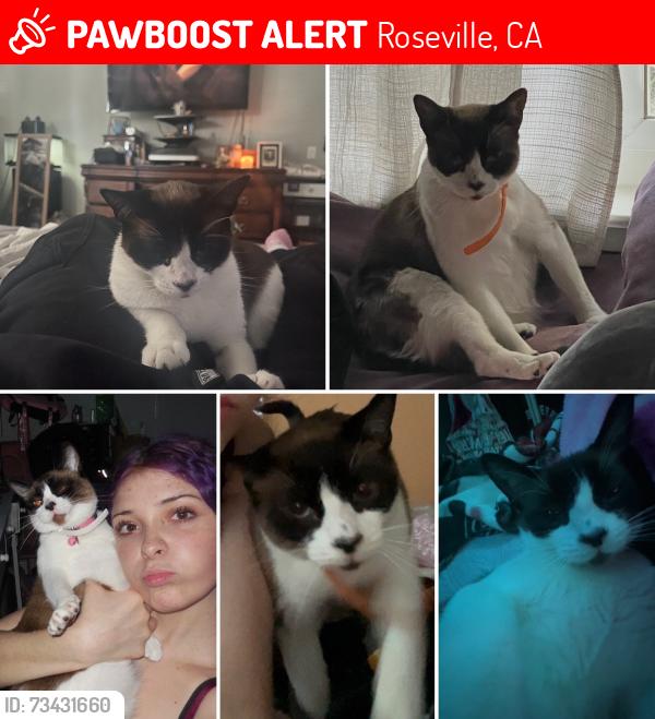 Lost Female Cat last seen Sally way, Roseville, CA 95661