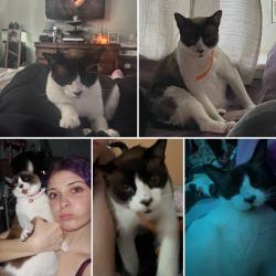 Lost Female Cat last seen Sally way, Roseville, CA 95661