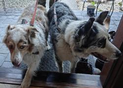Reunited Unknown Dog last seen Roarke Road, San Mateo County, CA 94060