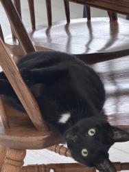 Lost Male Cat last seen Near 22 and 3 by the monkey bar, Maineville, OH 45039