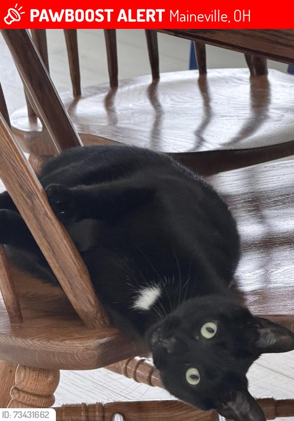 Lost Male Cat last seen Near 22 and 3 by the monkey bar, Maineville, OH 45039