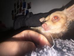 Reunited Male Dog last seen Ran on Michele Ln Hauppauge and disappeared, Hauppauge, NY 11788