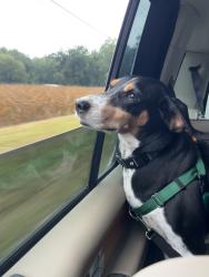 Lost Male Dog last seen Raven Rock Rd, Lillington, NC 27546