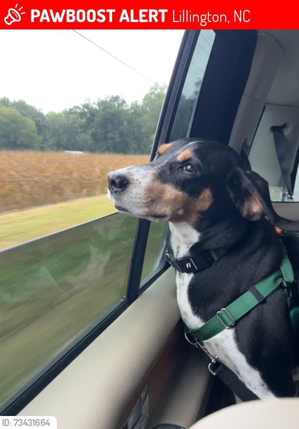Lost Male Dog last seen Raven Rock Rd, Lillington, NC 27546