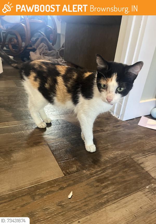 Found/Stray Unknown Cat last seen Rockstar Pizza parkinglot, Brownsburg, IN 46112