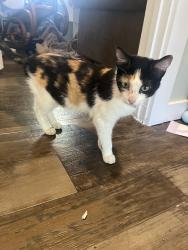 Found/Stray Unknown Cat last seen Rockstar Pizza parkinglot, Brownsburg, IN 46112