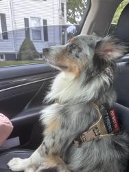 Found/Stray Male Dog last seen City point new haven ct, New Haven, CT 06519
