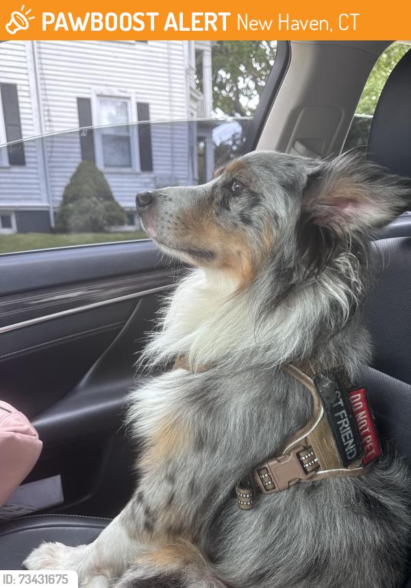 Found/Stray Male Dog last seen City point new haven ct, New Haven, CT 06519