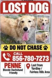 Lost Female Dog last seen Near Tyburn Road, Fairless Hills, PA 19030