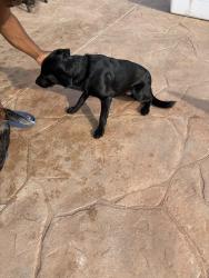 Reunited Male Dog last seen Roberts Rd, Hockley, TX 77447