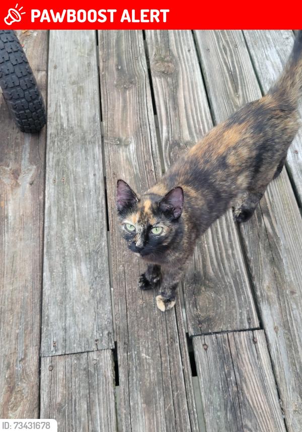 Lost Female Cat last seen Lake Saint Louis Blvd and Hwy N, Lake Saint Louis, MO 63367