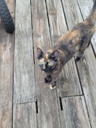 Lost Female Cat last seen Lake Saint Louis Blvd and Hwy N, Lake Saint Louis, MO 63367