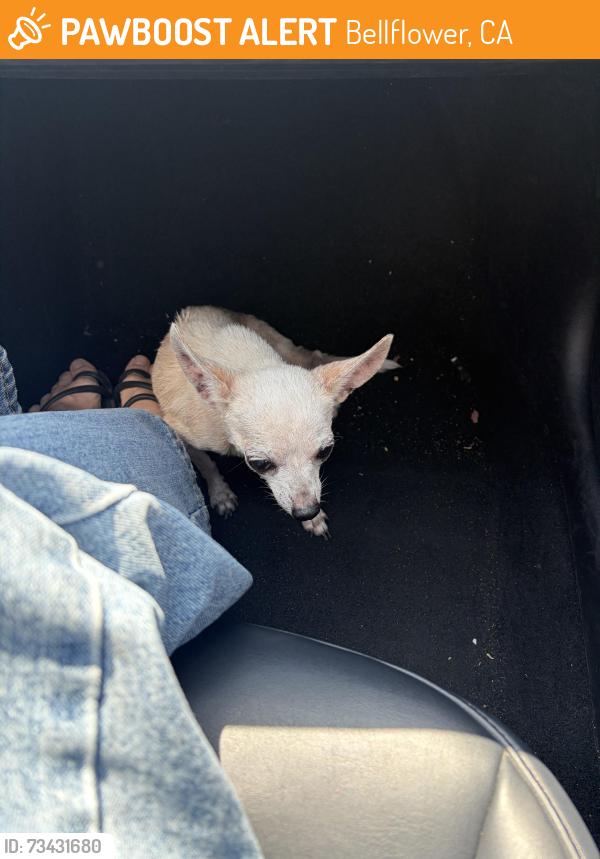 Found/Stray Male Dog last seen Lakewood Blvd + Alondra Blvd, Bellflower, CA 90706
