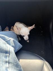 Found/Stray Male Dog last seen Lakewood Blvd + Alondra Blvd, Bellflower, CA 90706