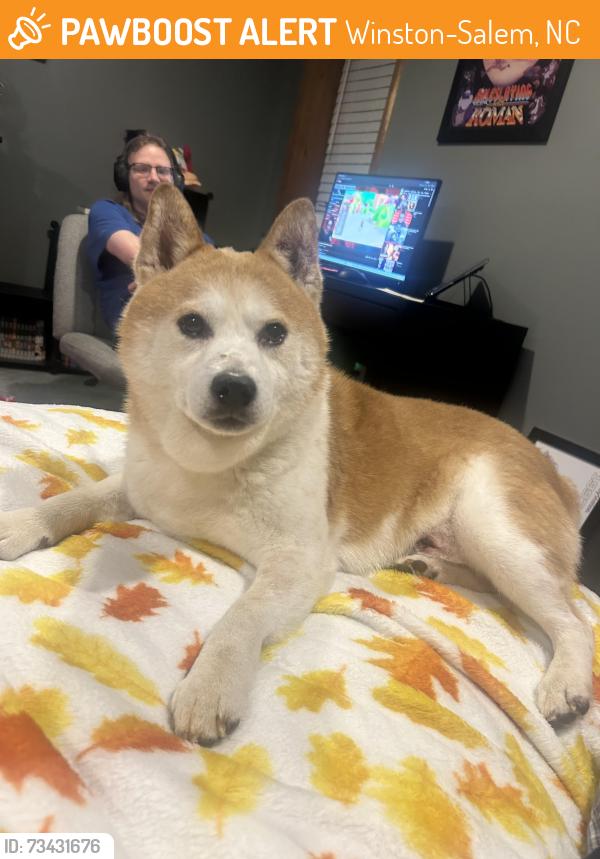 Found/Stray Male Dog last seen Old Salisbury Road, Winston Salem, NC, Winston-Salem, NC 27127
