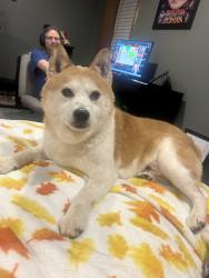 Found/Stray Male Dog last seen Old Salisbury Road, Winston Salem, NC, Winston-Salem, NC 27127