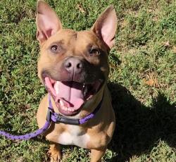 Shelter Stray Male Dog last seen CHARLOTTE, 8315 Byrum Dr, Charlotte, NC 28217, USA