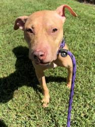 Shelter Stray Female Dog last seen CHARLOTTE, 8315 Byrum Dr, Charlotte, NC 28217, USA