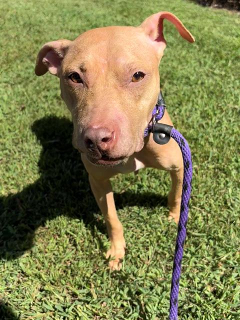 Shelter Stray Female Dog last seen CHARLOTTE, 8315 Byrum Dr, Charlotte, NC 28217, USA