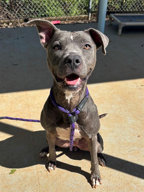 Shelter Stray Female Dog last seen CHARLOTTE, 8315 Byrum Dr, Charlotte, NC 28217, USA