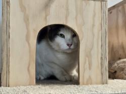 Shelter Stray Male Cat last seen , 14409 Vanowen St, Van Nuys, CA 91405, USA