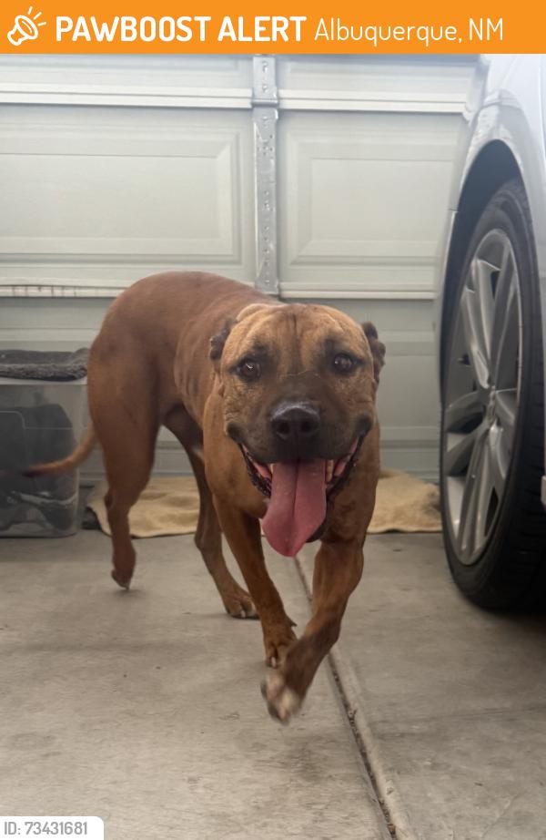 Found/Stray Unknown Dog last seen Unser & Tower, Albuquerque, NM 87121