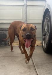 Found/Stray Unknown Dog last seen Unser & Tower, Albuquerque, NM 87121