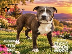 Shelter Stray Male Dog last seen , 1850 W 60th St, Los Angeles, CA 90047, USA