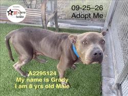 Shelter Stray Male Dog last seen , 1850 W 60th St, Los Angeles, CA 90047, USA