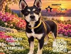 Shelter Stray Female Dog last seen , 1850 W 60th St, Los Angeles, CA 90047, USA