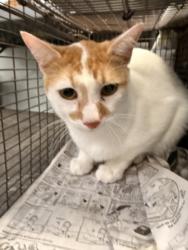 Shelter Stray Male Cat last seen , 1850 W 60th St, Los Angeles, CA 90047, USA