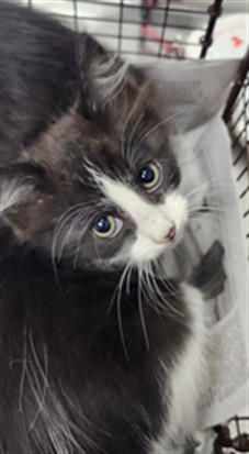 Shelter Stray Female Cat last seen , 11361 W Pico Blvd, Los Angeles, CA 90064, USA