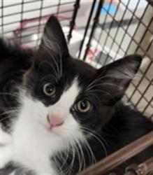 Shelter Stray Male Cat last seen , 11361 W Pico Blvd, Los Angeles, CA 90064, USA