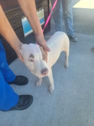 Shelter Stray Male Dog last seen FLORA AVE AND ALT 19, 19640 Dogpatch Ln, Land O' Lakes, FL 34638, USA