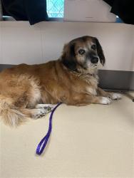 Shelter Stray Female Dog last seen LACOMBE HARBOR, 31078 LA-36, Lacombe, LA 70445, USA
