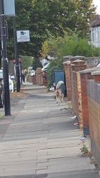 Found/Stray Male Dog last seen Southall Broadway, Greater London, England 