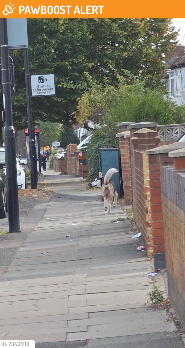 Found/Stray Male Dog last seen Southall Broadway, Greater London, England 