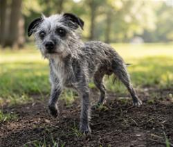 Shelter Stray Female Dog last seen , 957 N Gaffey St, San Pedro, CA 90731, USA