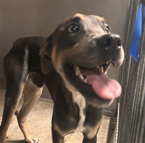 Shelter Stray Male Dog last seen Near BLOCK N. EUCALYPTUS AVE., 333 Chandler Pl, San Bernardino, CA 92408, USA
