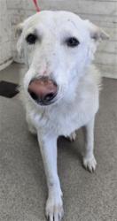 Shelter Stray Male Dog last seen Near BLOCK COPPER LANE, 333 Chandler Pl, San Bernardino, CA 92408, USA